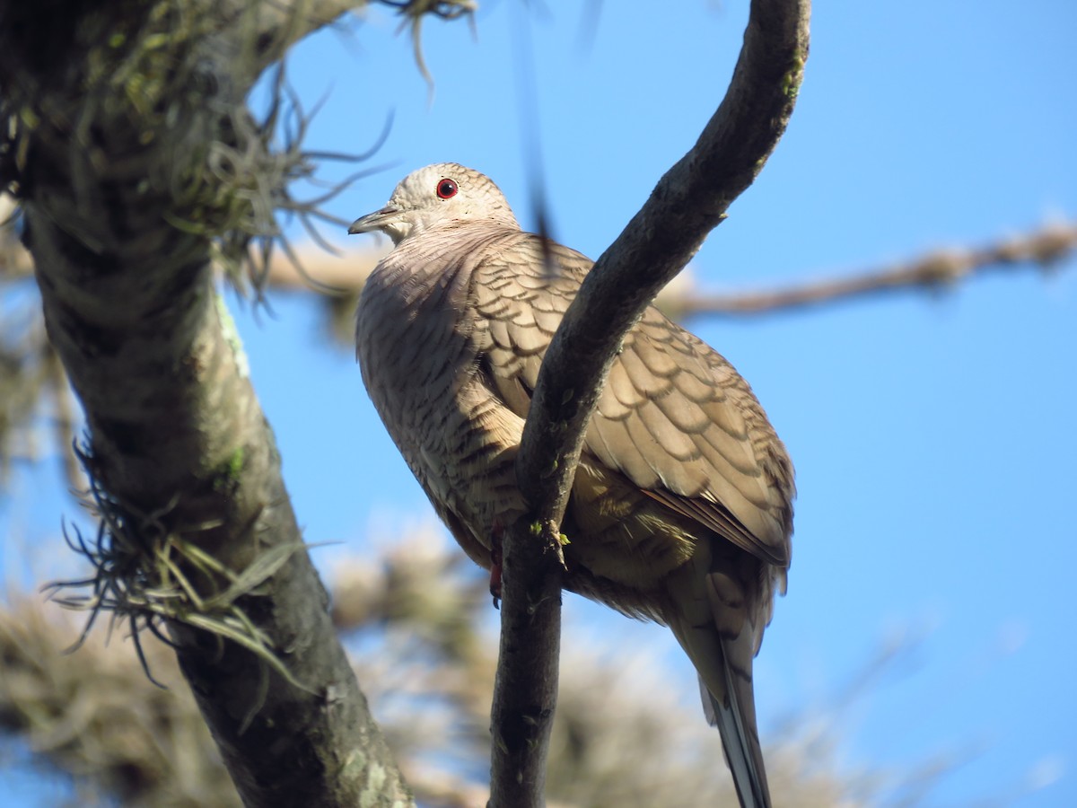 Inca Dove - ML642674328