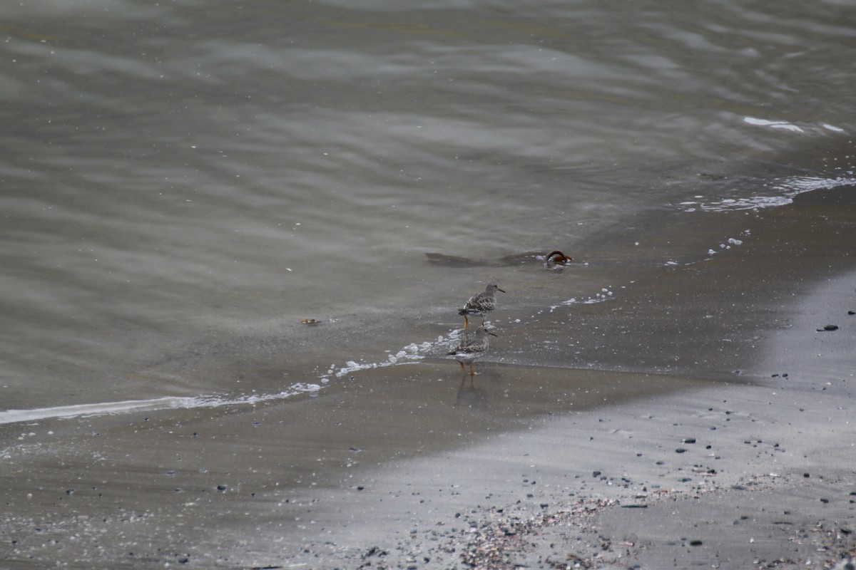 Purple Sandpiper - ML642674350