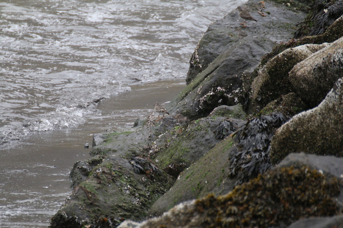 Purple Sandpiper - ML642674351
