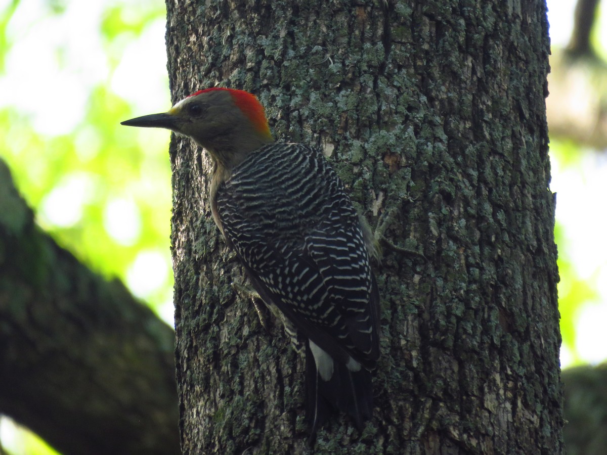 Golden-fronted Woodpecker - ML642674362
