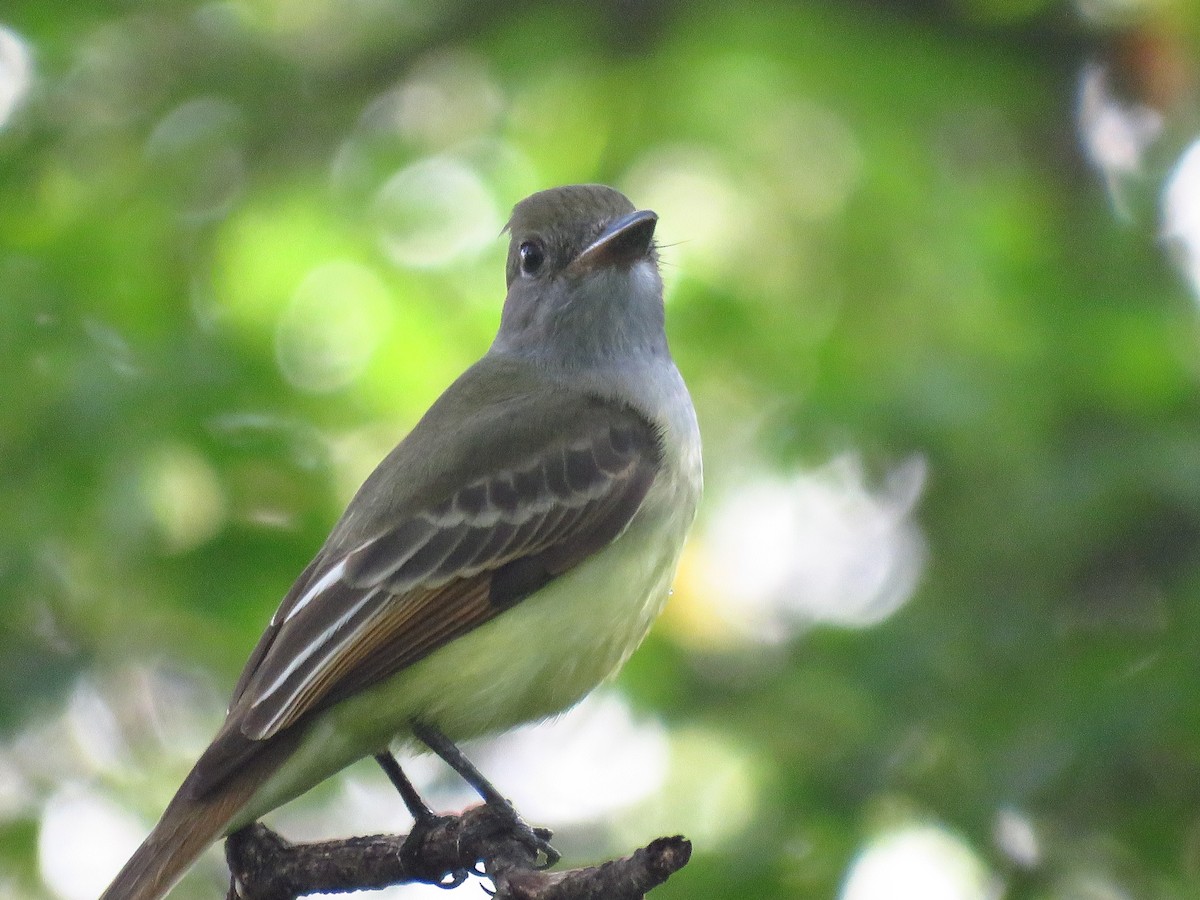 Great Crested Flycatcher - ML642674380