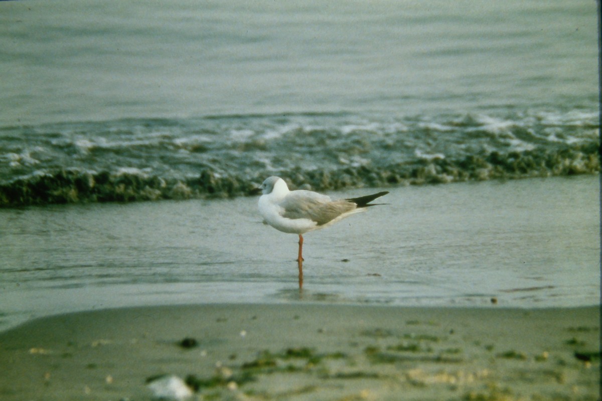 Antxeta burugrisa - ML642674388