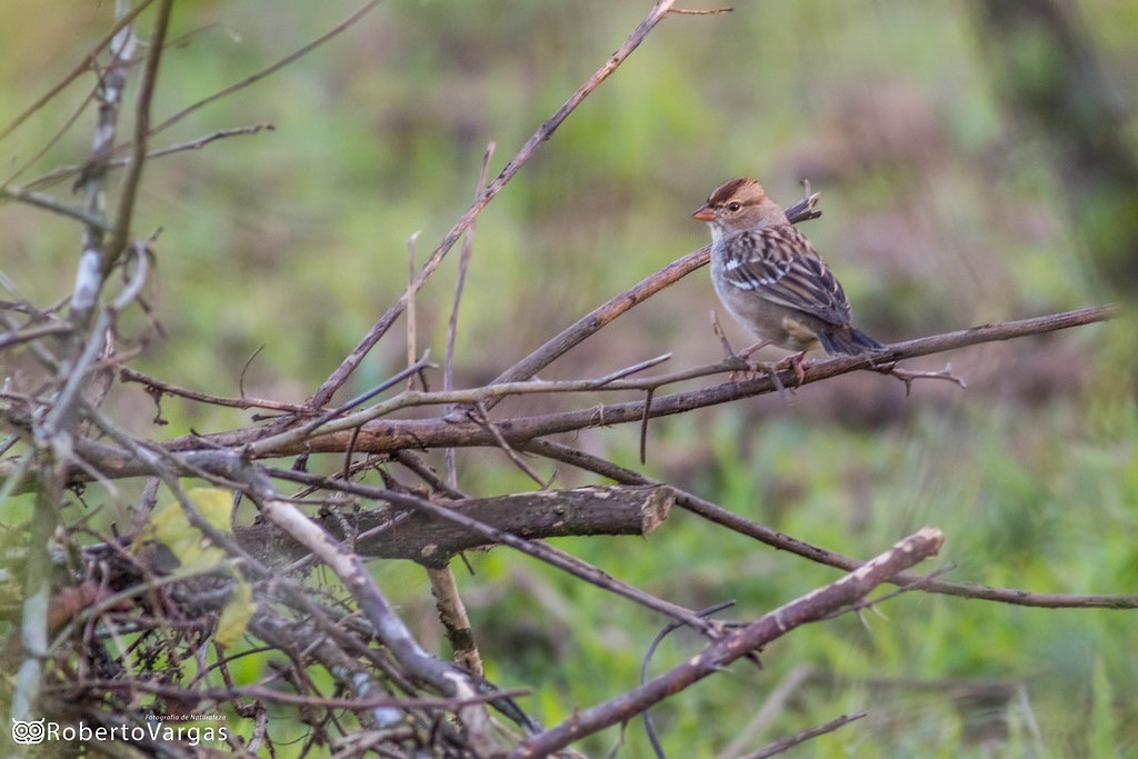White-crowned Sparrow - ML642674391