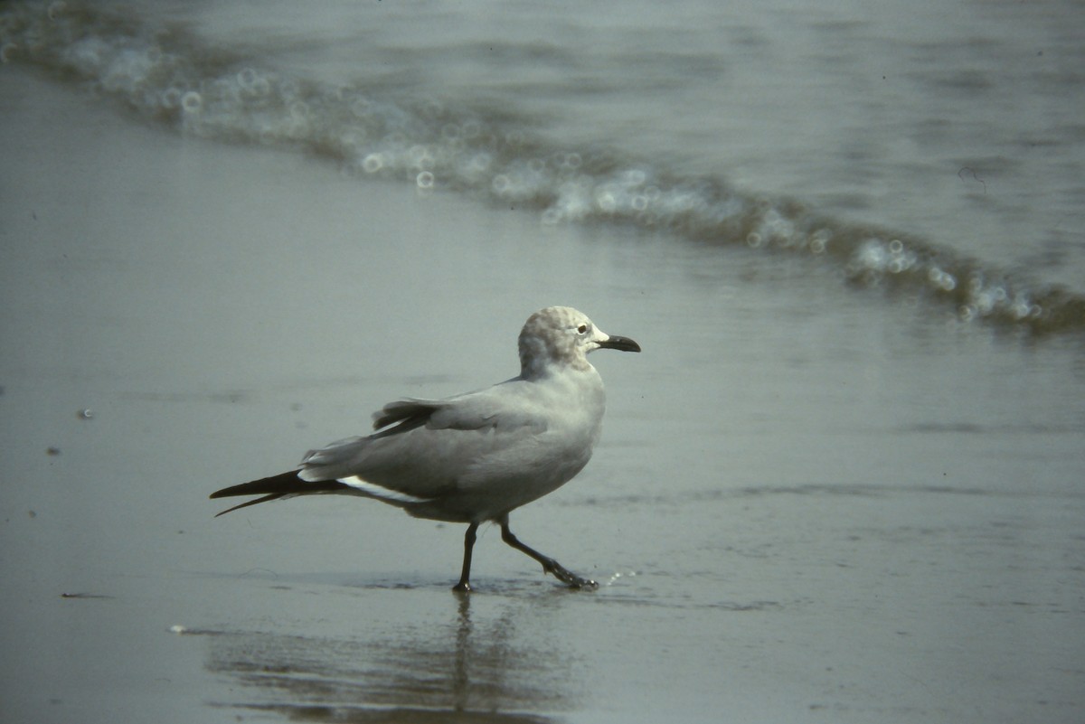 Gray Gull - ML642674393