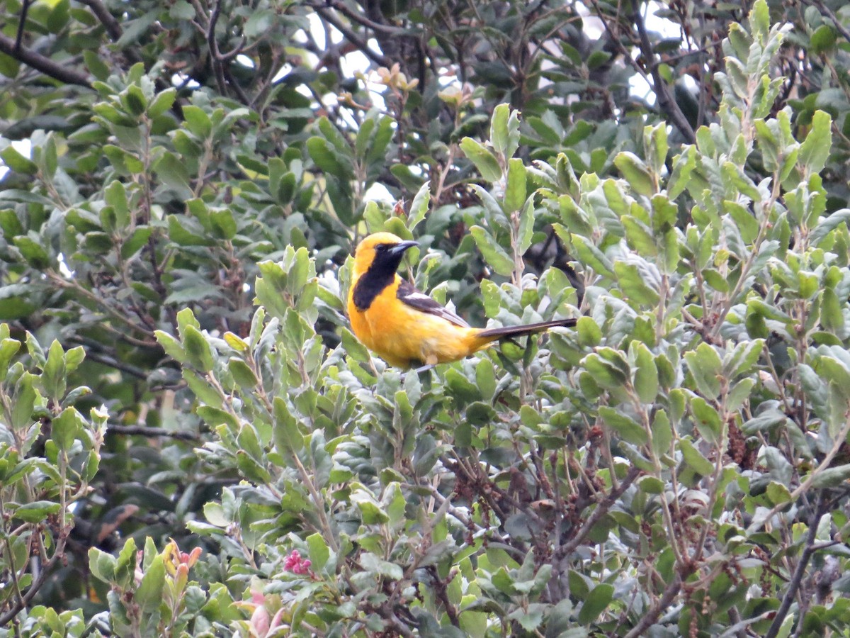 Hooded Oriole - ML642674394