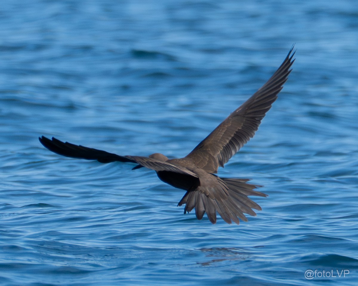 Brown Noddy - ML642674395