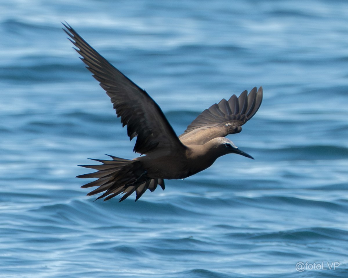 Brown Noddy - ML642674396