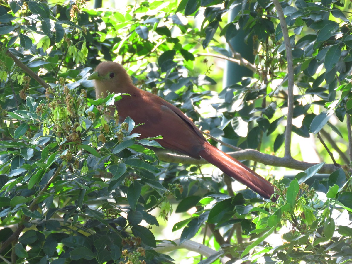 Common Squirrel-Cuckoo - ML642674401