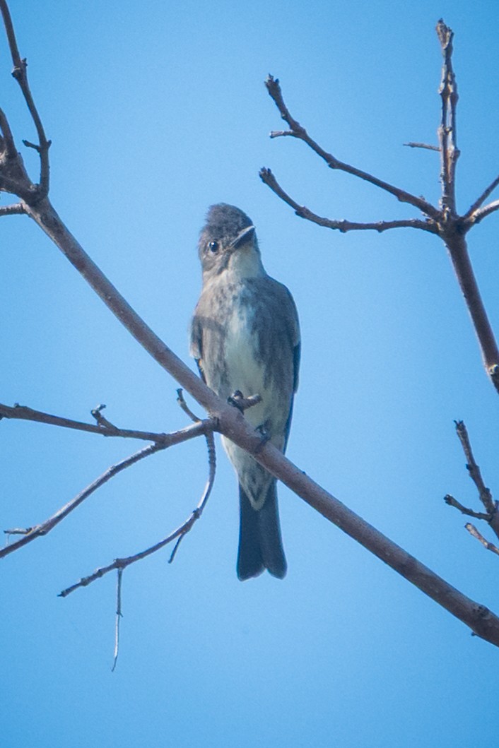 Olive-sided Flycatcher - ML642674403