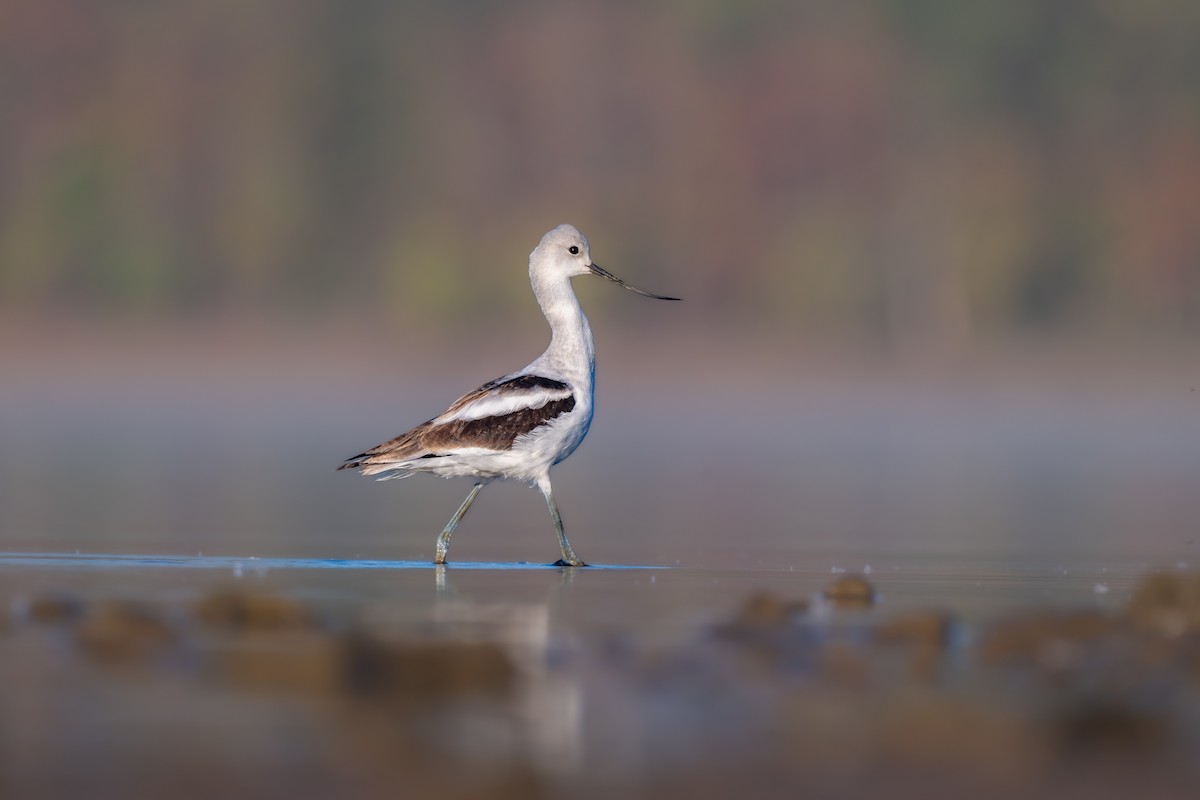 American Avocet - ML642674405