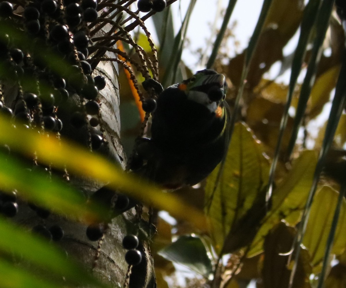 Spot-billed Toucanet - ML642674406