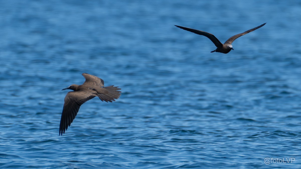Brown Noddy - ML642674409