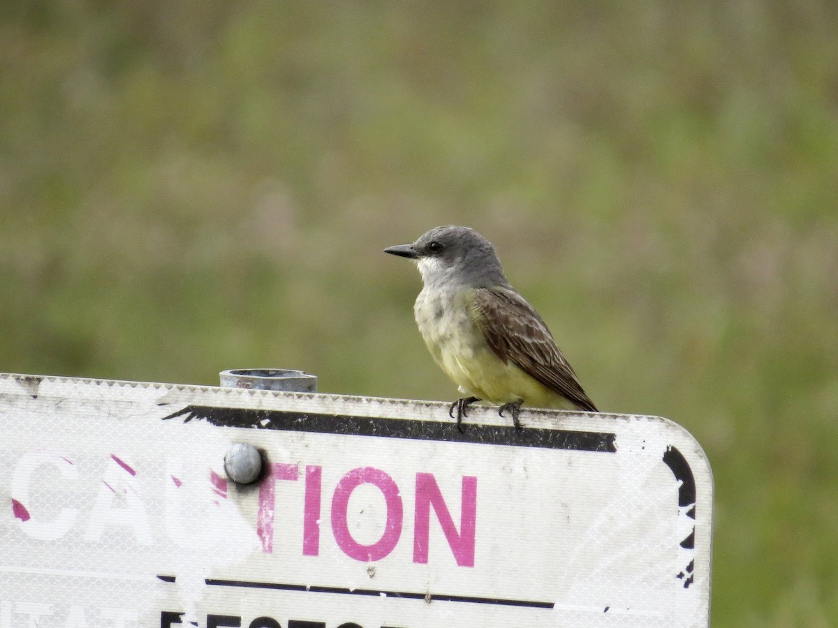 Cassin's Kingbird - ML642674410