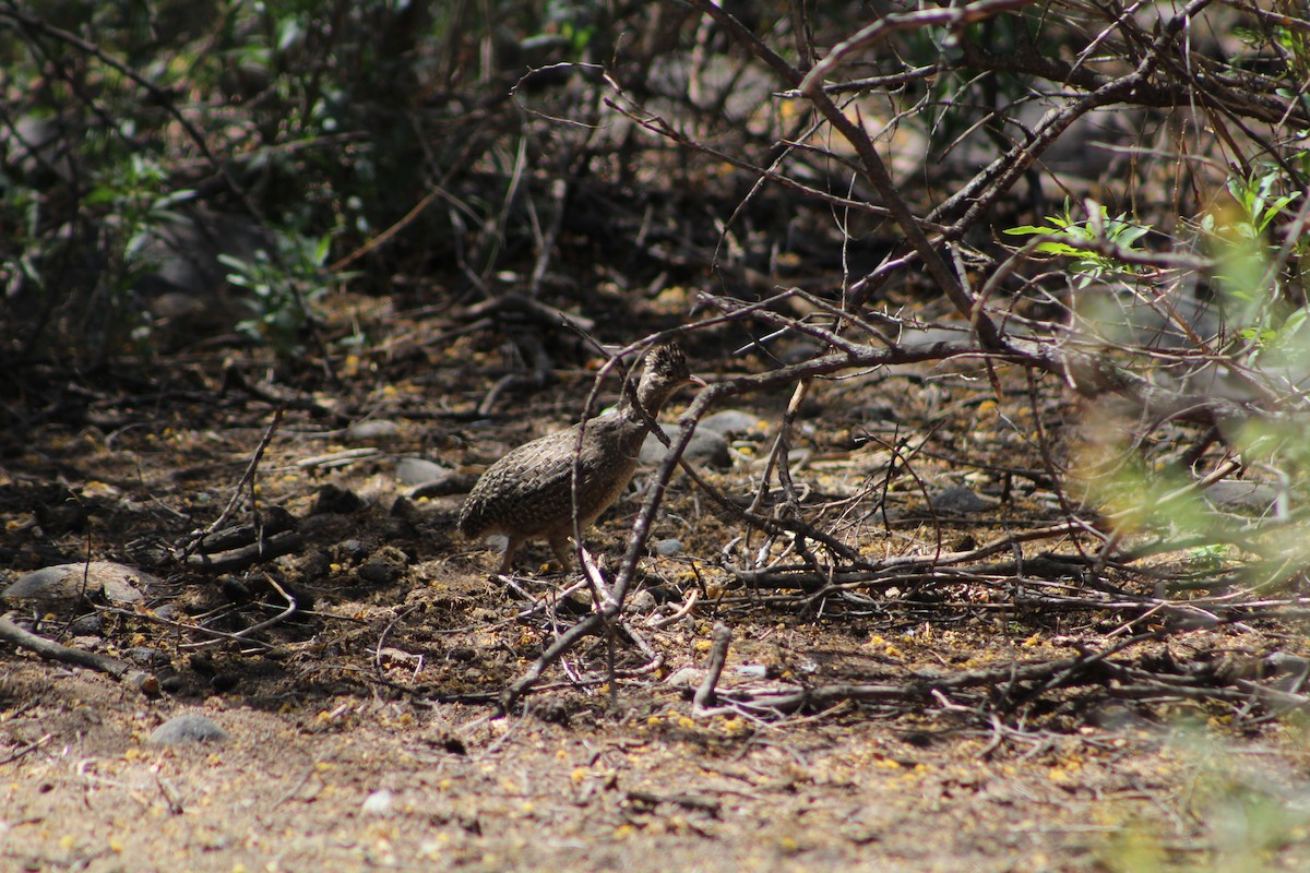 Andean Tinamou - ML642674412