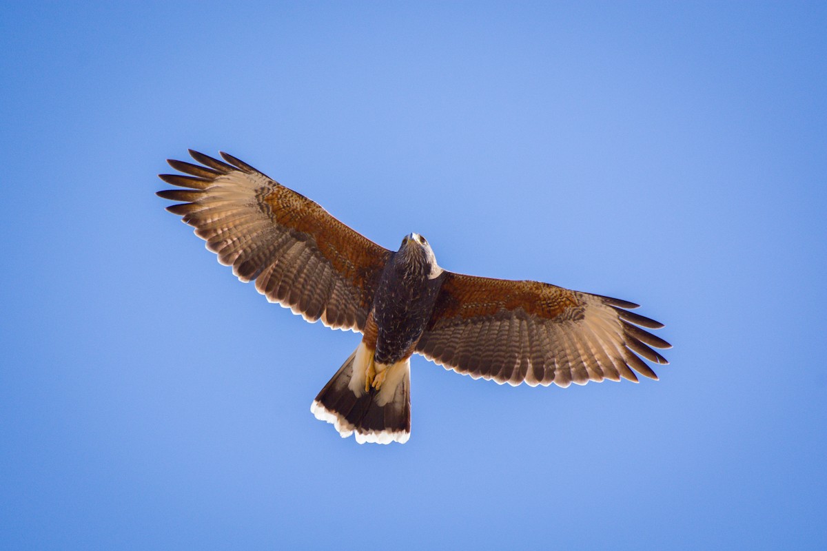 Harris's Hawk - ML642674414