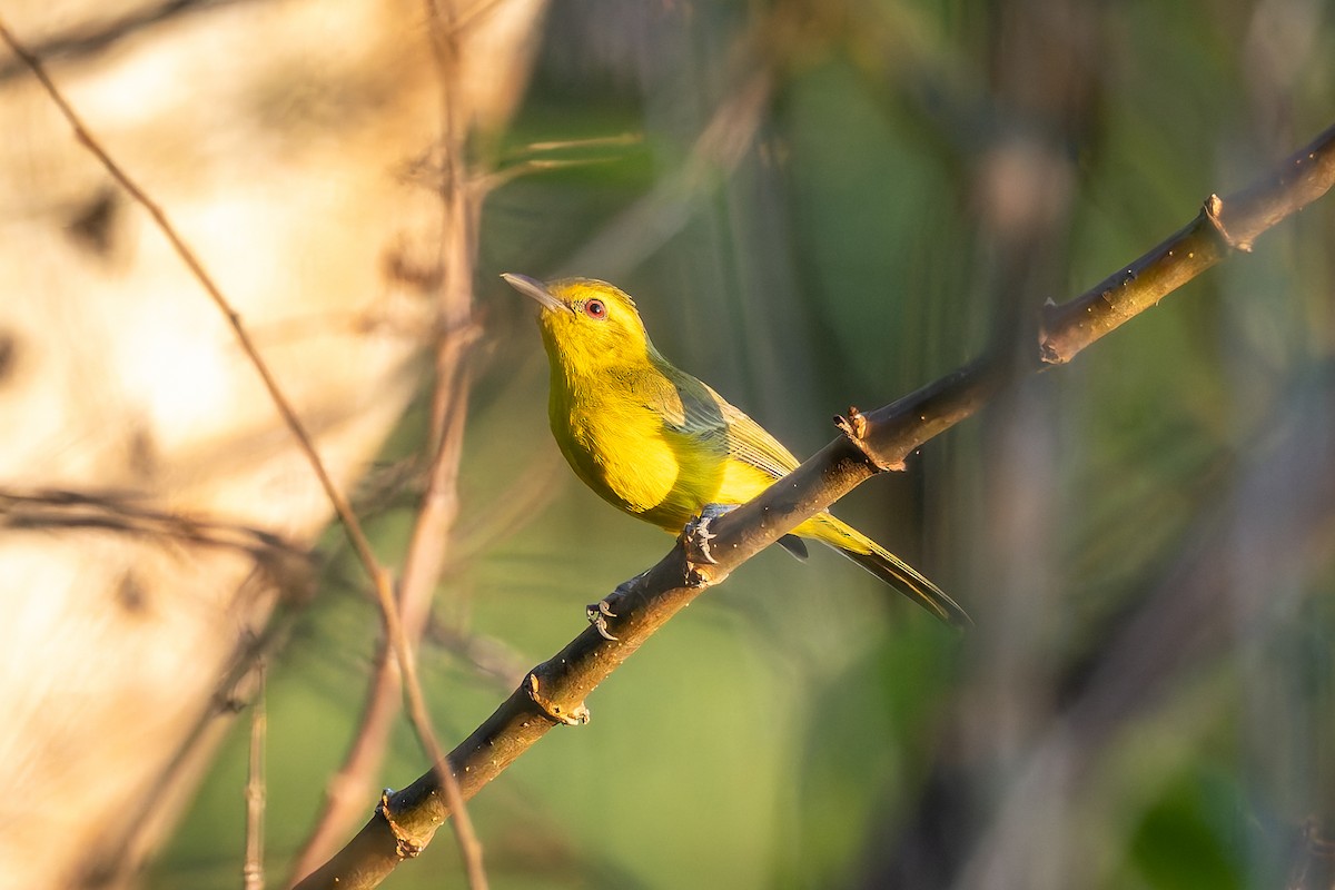 Golden Vireo - ML642674421