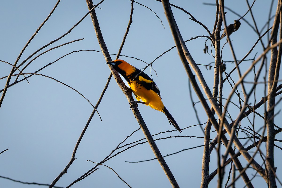 Spot-breasted Oriole - ML642674427