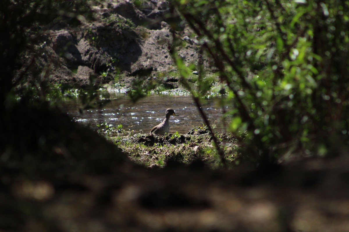 Yellow-billed Teal - ML642674428