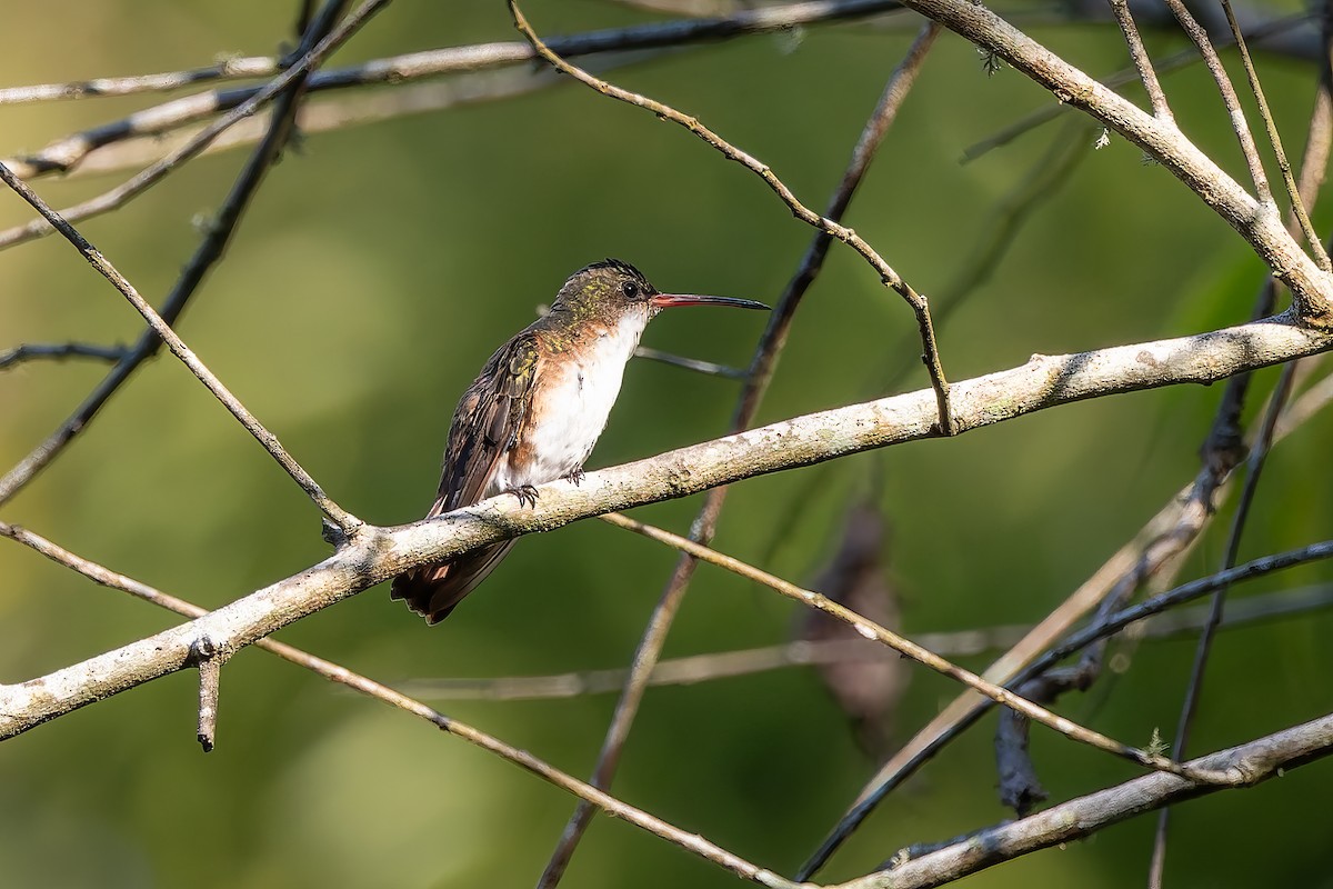 Green-fronted Hummingbird (Cinnamon-sided) - ML642674430