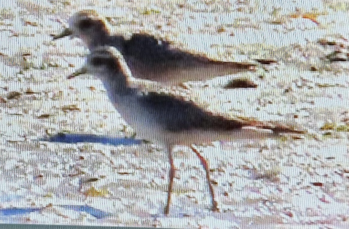 American Golden-Plover - ML642674431