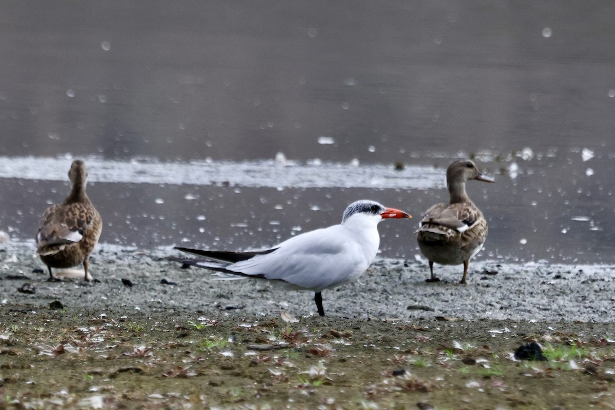 Caspian Tern - ML642674432