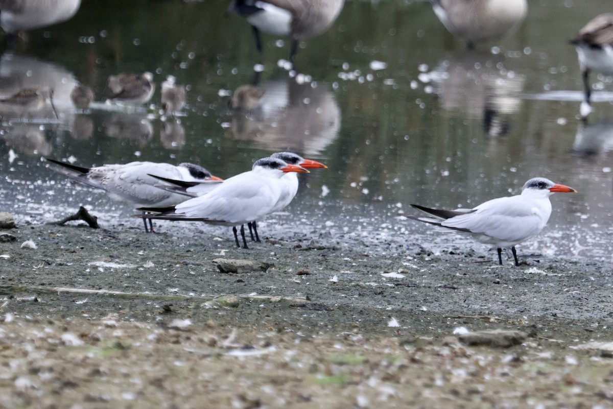 Caspian Tern - ML642674433