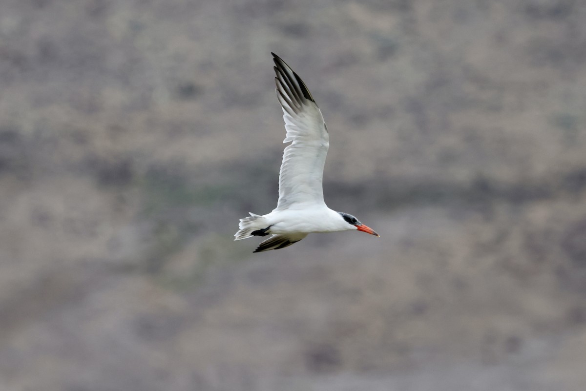 Caspian Tern - ML642674434