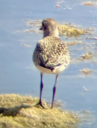 Black-bellied Plover - ML642674441