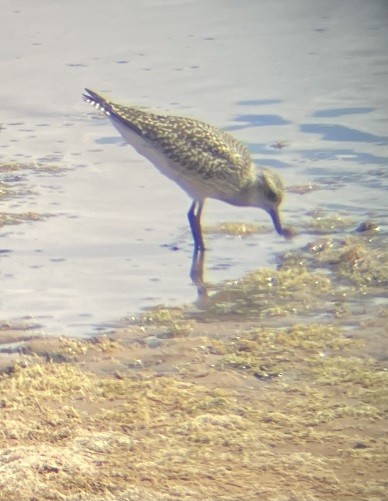 Black-bellied Plover - ML642674442