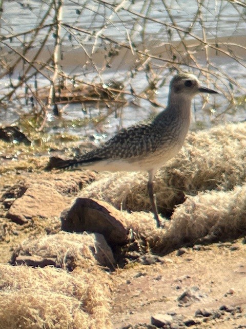 Black-bellied Plover - ML642674443