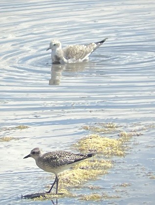 Black-bellied Plover - ML642674444