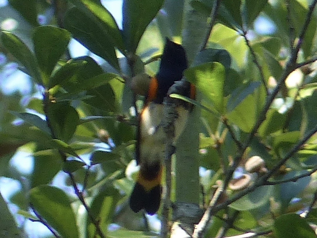 American Redstart - ML642674445