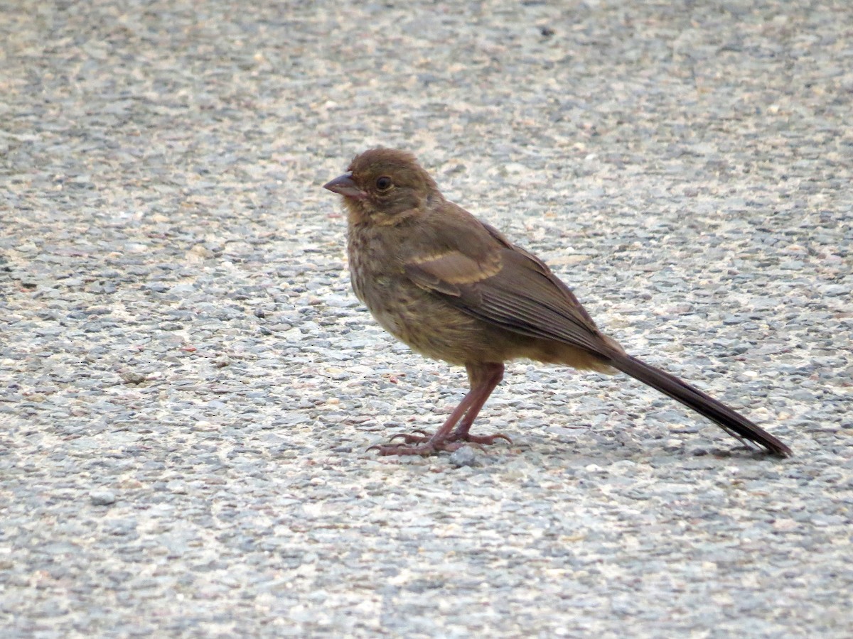 California Towhee - ML642674452