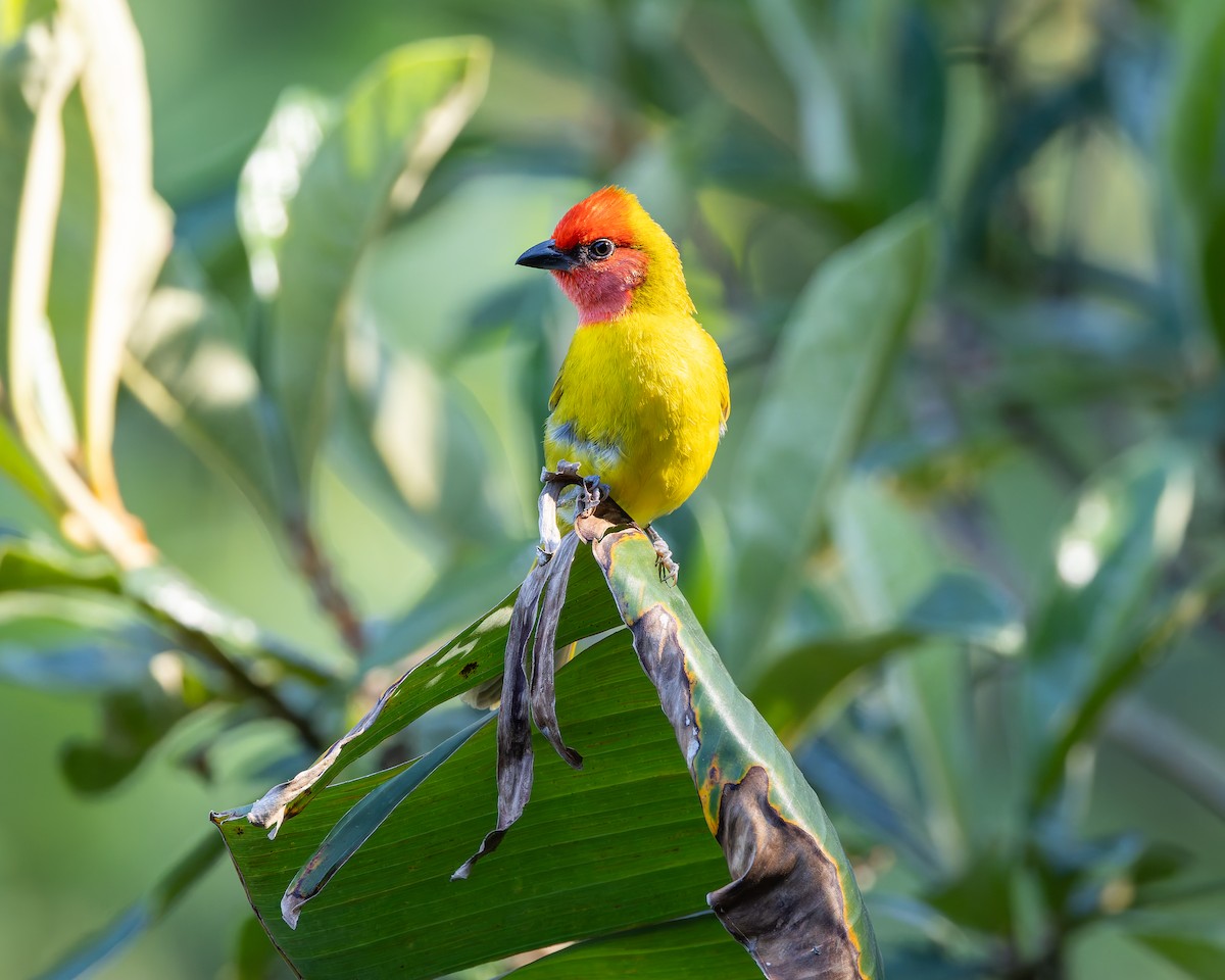 Red-headed Tanager - ML642674474