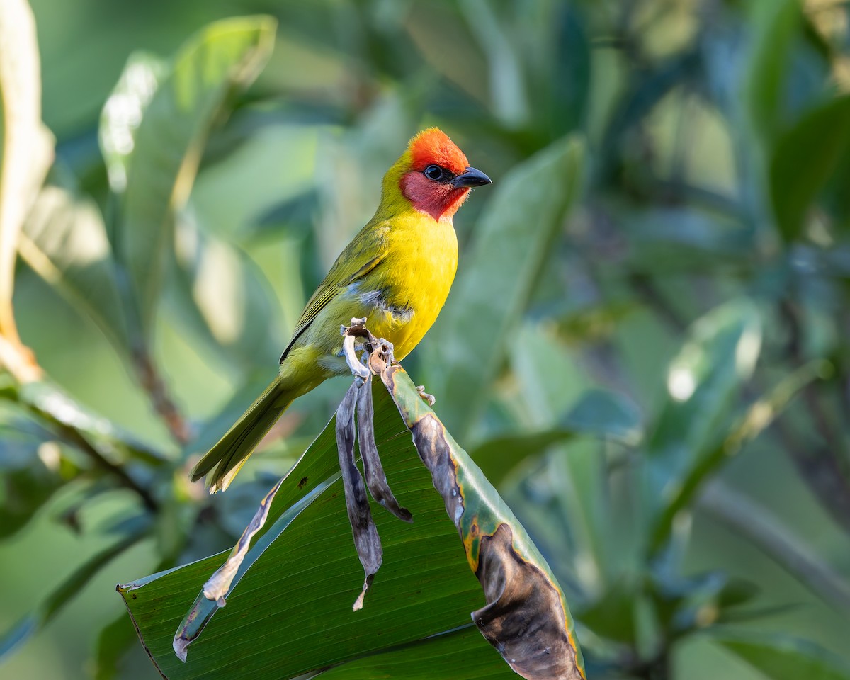Red-headed Tanager - ML642674475