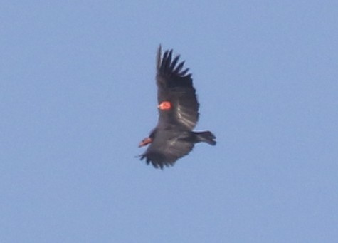 California Condor - ML642674476