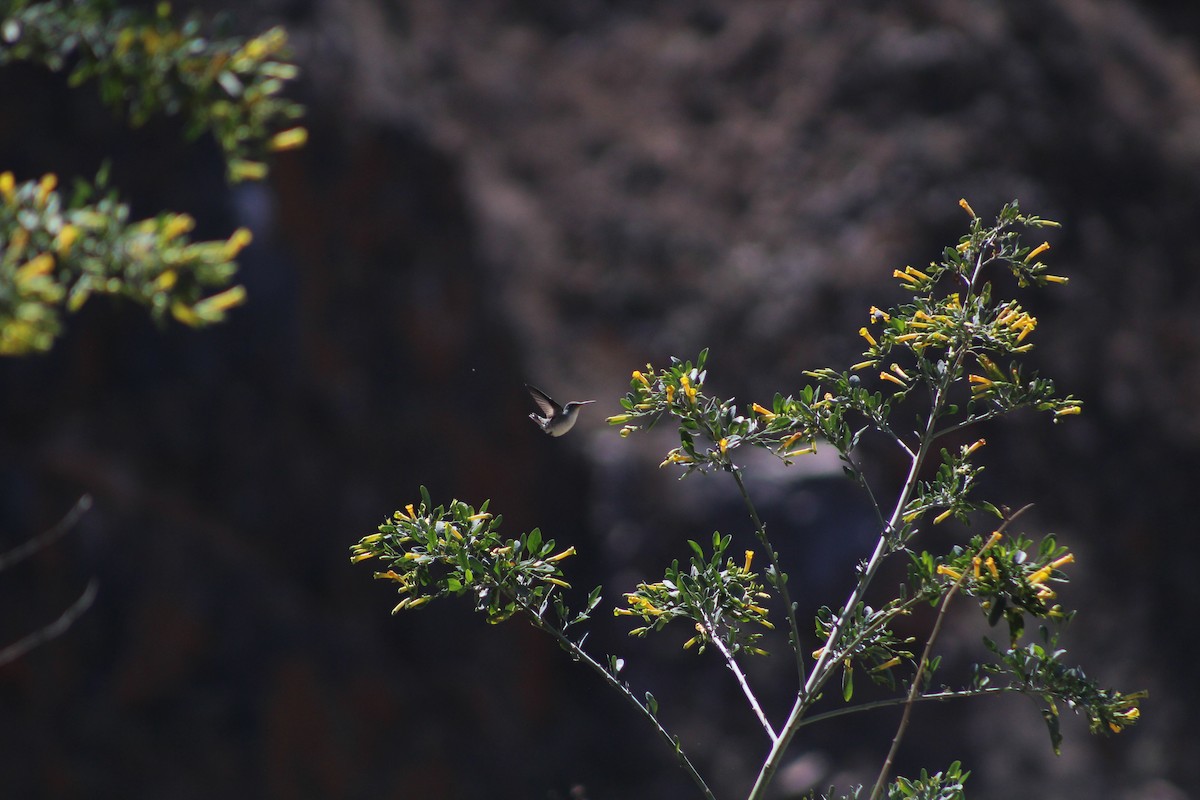 White-bellied Hummingbird - ML642674477