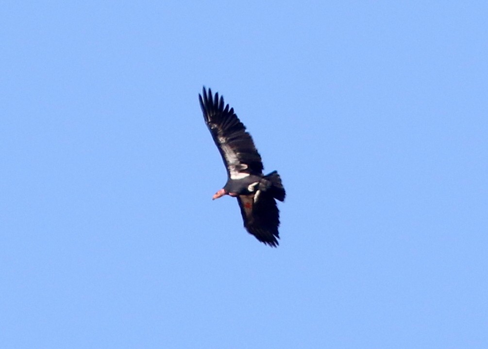 California Condor - ML642674478