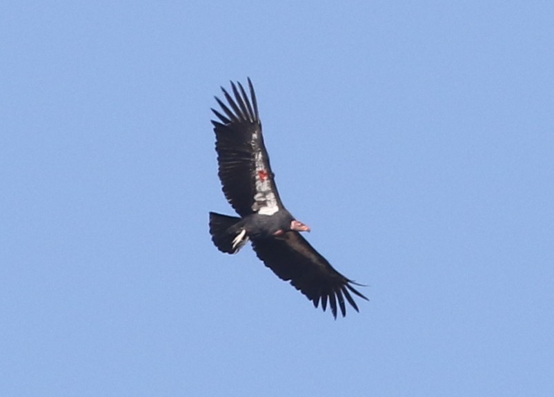 California Condor - ML642674485