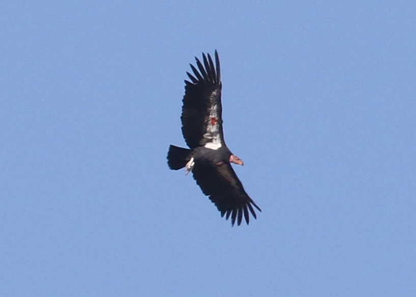 California Condor - ML642674490