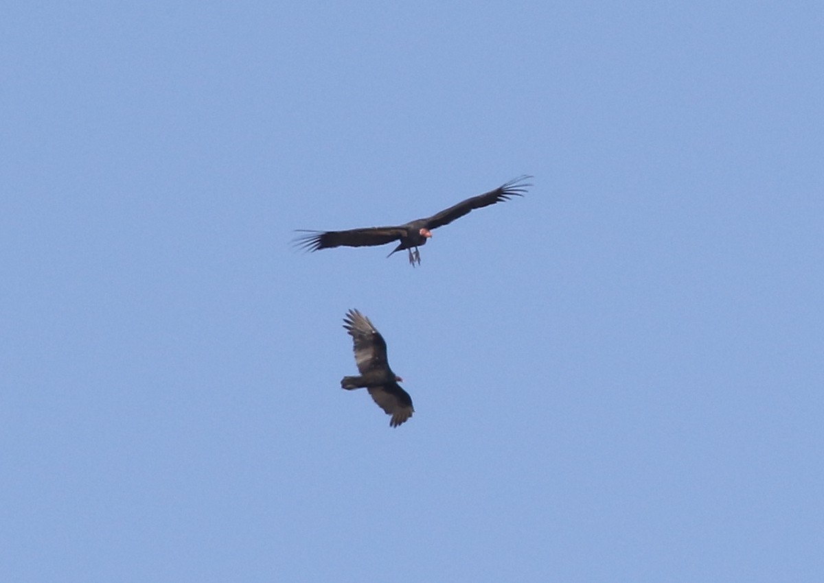 California Condor - ML642674493