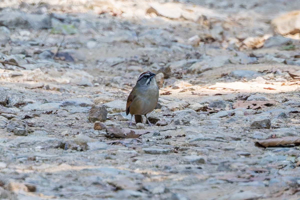 Rusty Sparrow - ML642674505
