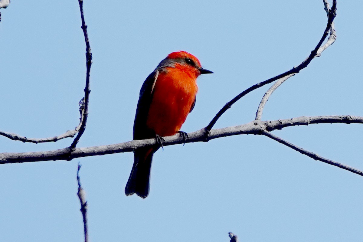 Vermilion Flycatcher - ML642674523