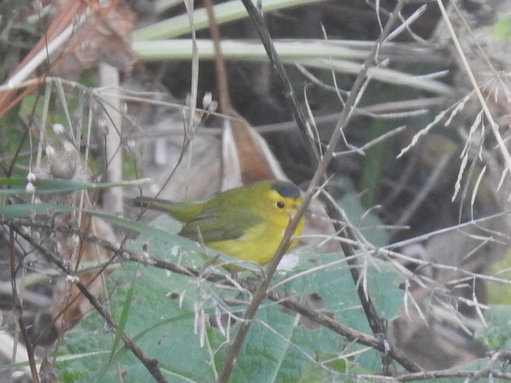 Wilson's Warbler - ML642674524