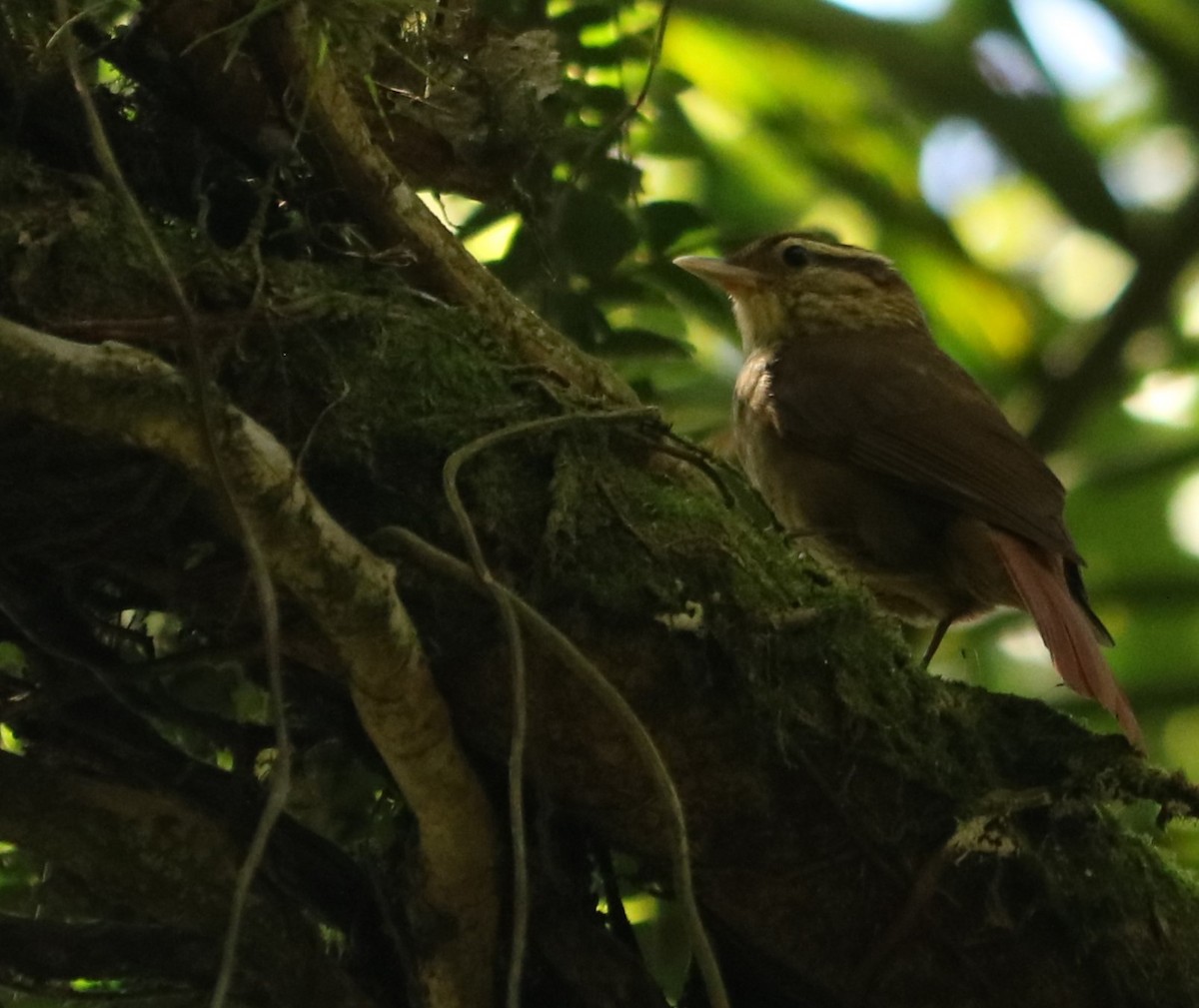 White-browed Foliage-gleaner - ML642674525