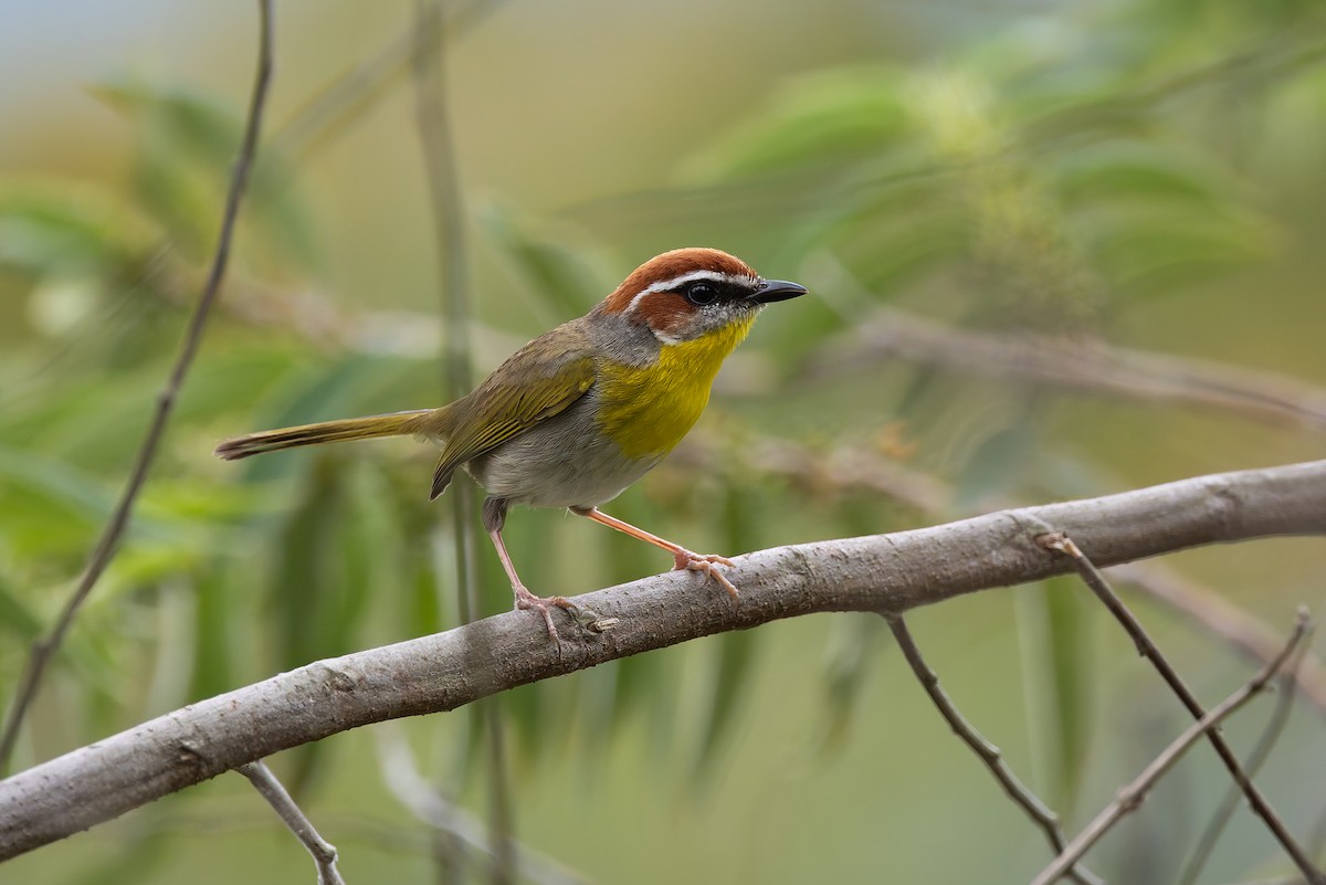 Rufous-capped Warbler (rufifrons Group) - ML642674536