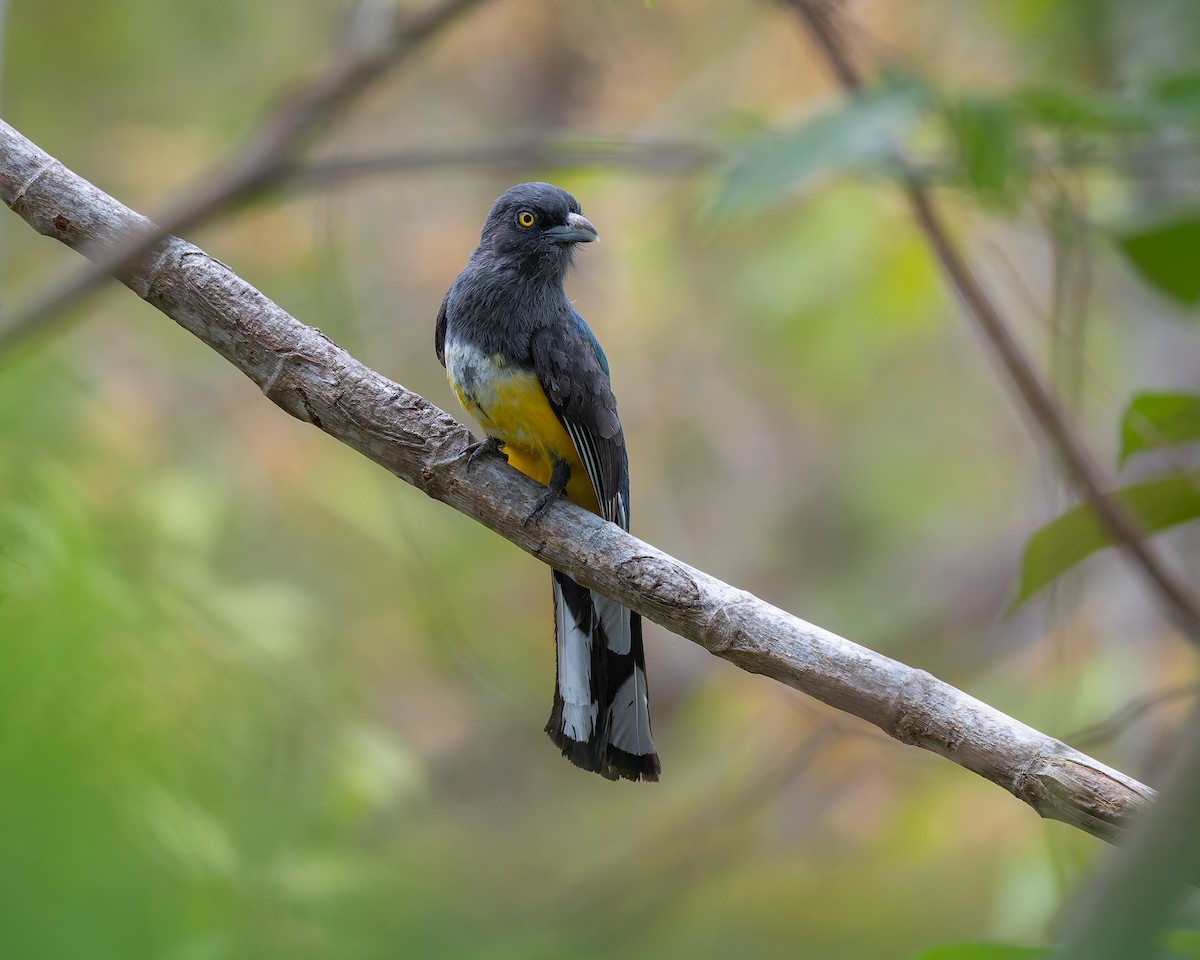 Citreoline Trogon - ML642674544