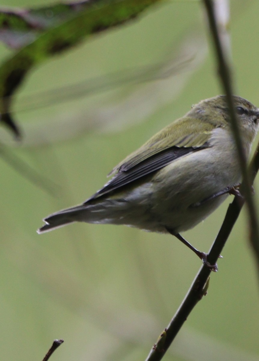 Tennessee Warbler - ML642674545