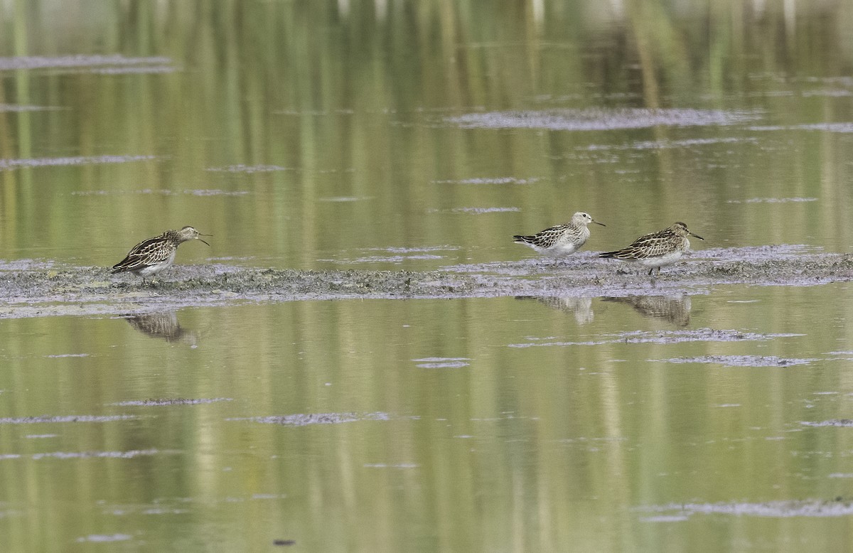 Pectoral Sandpiper - ML642674549
