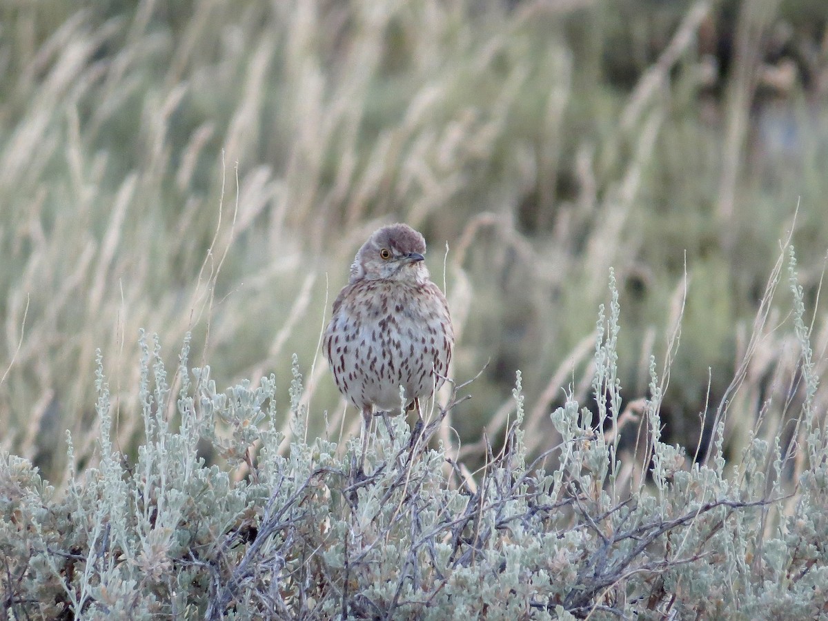 Sage Thrasher - ML642674558